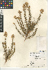  (Ericameria pinifolia - CCDB-24909-A05)  @11 [ ] CreativeCommons - Attribution Non-Commercial Share-Alike (2015) SDNHM San Diego Natural History Museum