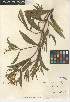  (Guizotia - CCDB-24909-A09)  @11 [ ] CreativeCommons - Attribution Non-Commercial Share-Alike (2015) SDNHM San Diego Natural History Museum