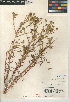  (Deinandra conjugens - CCDB-24909-B01)  @11 [ ] CreativeCommons - Attribution Non-Commercial Share-Alike (2015) SDNHM San Diego Natural History Museum