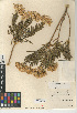  (Ericameria parishii - CCDB-24909-B05)  @11 [ ] CreativeCommons - Attribution Non-Commercial Share-Alike (2015) SDNHM San Diego Natural History Museum