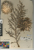  (Cynara cardunculus subsp. flavescens - CCDB-24909-C01)  @11 [ ] CreativeCommons - Attribution Non-Commercial Share-Alike (2015) SDNHM San Diego Natural History Museum