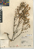  (Ericameria brachylepis - CCDB-24909-C04)  @11 [ ] CreativeCommons - Attribution Non-Commercial Share-Alike (2015) SDNHM San Diego Natural History Museum