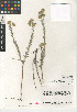  (Heterotheca sessiliflora subsp. echioides - CCDB-24909-C12)  @11 [ ] CreativeCommons - Attribution Non-Commercial Share-Alike (2015) SDNHM San Diego Natural History Museum