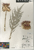  (Cynara cardunculus subsp. cardunculus - CCDB-24909-D01)  @11 [ ] CreativeCommons - Attribution Non-Commercial Share-Alike (2015) SDNHM San Diego Natural History Museum