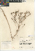  (Deinandra paniculata - CCDB-24909-E02)  @11 [ ] CreativeCommons - Attribution Non-Commercial Share-Alike (2015) SDNHM San Diego Natural History Museum