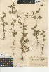  (Galinsoga parviflora - CCDB-24909-E08)  @11 [ ] CreativeCommons - Attribution Non-Commercial Share-Alike (2015) SDNHM San Diego Natural History Museum