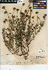  (Helianthus ciliaris - CCDB-24909-E11)  @11 [ ] CreativeCommons - Attribution Non-Commercial Share-Alike (2015) SDNHM San Diego Natural History Museum