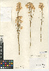  (Ericameria nauseosa - CCDB-24909-F05)  @11 [ ] CreativeCommons - Attribution Non-Commercial Share-Alike (2015) SDNHM San Diego Natural History Museum