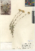  (Eriophyllum confertiflorum - CCDB-24909-G07)  @11 [ ] CreativeCommons - Attribution Non-Commercial Share-Alike (2015) SDNHM San Diego Natural History Museum