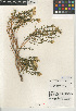  (Ericameria teretifolia - CCDB-24909-H06)  @11 [ ] CreativeCommons - Attribution Non-Commercial Share-Alike (2015) SDNHM San Diego Natural History Museum