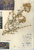  (Isocoma acradenia var. eremophila - CCDB-24914-A02)  @11 [ ] CreativeCommons - Attribution Non-Commercial Share-Alike (2015) SDNHM San Diego Natural History Museum