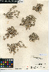  (Psilocarphus brevissimus var. brevissimus - CCDB-24914-B11)  @11 [ ] CreativeCommons - Attribution Non-Commercial Share-Alike (2015) SDNHM San Diego Natural History Museum