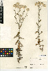  (Pseudognaphalium biolettii - CCDB-24914-C10)  @11 [ ] CreativeCommons - Attribution Non-Commercial Share-Alike (2015) SDNHM San Diego Natural History Museum