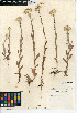  ( - CCDB-24914-C11)  @11 [ ] CreativeCommons - Attribution Non-Commercial Share-Alike (2015) SDNHM San Diego Natural History Museum