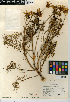  (Leptosyne gigantea - CCDB-24914-D05)  @11 [ ] CreativeCommons - Attribution Non-Commercial Share-Alike (2015) SDNHM San Diego Natural History Museum