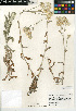  (Pseudognaphalium roseum - CCDB-24914-D11)  @11 [ ] CreativeCommons - Attribution Non-Commercial Share-Alike (2015) SDNHM San Diego Natural History Museum