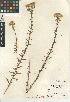  (Isocoma menziesii var. vernonioides - CCDB-24914-E03)  @11 [ ] CreativeCommons - Attribution Non-Commercial Share-Alike (2015) SDNHM San Diego Natural History Museum