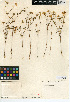  (Lasthenia coronaria - CCDB-24914-E04)  @11 [ ] CreativeCommons - Attribution Non-Commercial Share-Alike (2015) SDNHM San Diego Natural History Museum