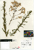  (Pseudognaphalium ramosissimum - CCDB-24914-E11)  @11 [ ] CreativeCommons - Attribution Non-Commercial Share-Alike (2015) SDNHM San Diego Natural History Museum