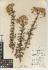  (Isocoma menziesii var. sedoides - CCDB-24914-F03)  @11 [ ] CreativeCommons - Attribution Non-Commercial Share-Alike (2015) SDNHM San Diego Natural History Museum