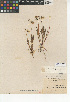  (Microseris douglasii - CCDB-24914-F08)  @11 [ ] CreativeCommons - Attribution Non-Commercial Share-Alike (2015) SDNHM San Diego Natural History Museum