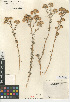  (Isocoma menziesii var. menziesii - CCDB-24914-G03)  @11 [ ] CreativeCommons - Attribution Non-Commercial Share-Alike (2015) SDNHM San Diego Natural History Museum