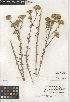  (Isocoma menziesii var. decumbens - CCDB-24914-H03)  @11 [ ] CreativeCommons - Attribution Non-Commercial Share-Alike (2015) SDNHM San Diego Natural History Museum