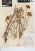  ( - CCDB-24914-H06)  @11 [ ] CreativeCommons - Attribution Non-Commercial Share-Alike (2015) SDNHM San Diego Natural History Museum