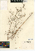  (Stephanomeria exigua subsp. deanei - CCDB-24935-C03)  @11 [ ] CreativeCommons - Attribution Non-Commercial Share-Alike (2015) SDNHM San Diego Natural History Museum