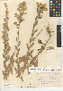  (Solidago velutina subsp. sparsiflora - CCDB-24935-D02)  @11 [ ] CreativeCommons - Attribution Non-Commercial Share-Alike (2015) SDNHM San Diego Natural History Museum