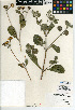  (Viguiera purisimae - CCDB-24935-D07)  @11 [ ] CreativeCommons - Attribution Non-Commercial Share-Alike (2015) SDNHM San Diego Natural History Museum