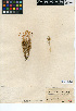  (Thymophylla pentachaeta - CCDB-24935-E06)  @11 [ ] CreativeCommons - Attribution Non-Commercial Share-Alike (2015) SDNHM San Diego Natural History Museum