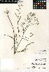  (Symphyotrichum subulatum var. parviflorum - CCDB-24935-F05)  @11 [ ] CreativeCommons - Attribution Non-Commercial Share-Alike (2015) SDNHM San Diego Natural History Museum