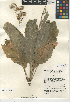  (Senecio astephanus - CCDB-24935-G01)  @11 [ ] CreativeCommons - Attribution Non-Commercial Share-Alike (2015) SDNHM San Diego Natural History Museum