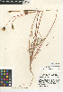  (Stebbinsoseris - CCDB-24935-G03)  @11 [ ] CreativeCommons - Attribution Non-Commercial Share-Alike (2015) SDNHM San Diego Natural History Museum