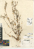  (Cryptantha intermedia var. intermedia - CCDB-24935-G12)  @11 [ ] CreativeCommons - Attribution Non-Commercial Share-Alike (2015) SDNHM San Diego Natural History Museum