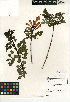  ( - CCDB-24935-H10)  @11 [ ] CreativeCommons - Attribution Non-Commercial Share-Alike (2015) SDNHM San Diego Natural History Museum