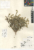  (Cryptantha ganderi - CCDB-24935-H12)  @11 [ ] CreativeCommons - Attribution Non-Commercial Share-Alike (2015) SDNHM San Diego Natural History Museum