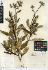  (Eriodictyon trichocalyx var. trichocalyx - CCDB-24936-B02)  @11 [ ] CreativeCommons - Attribution Non-Commercial Share-Alike (2015) SDNHM San Diego Natural History Museum