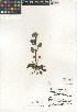  (Phacelia campanularia - CCDB-24936-C06)  @11 [ ] CreativeCommons - Attribution Non-Commercial Share-Alike (2015) SDNHM San Diego Natural History Museum