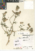  (Phacelia umbrosa - CCDB-24936-C09)  @11 [ ] CreativeCommons - Attribution Non-Commercial Share-Alike (2015) SDNHM San Diego Natural History Museum