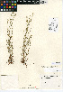  (Johnstonella micromeres - CCDB-24936-G04)  @11 [ ] CreativeCommons - Attribution Non-Commercial Share-Alike (2015) SDNHM San Diego Natural History Museum