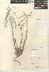  (Boechera perennans - CCDB-24937-A01)  @11 [ ] CreativeCommons - Attribution Non-Commercial Share-Alike (2015) SDNHM San Diego Natural History Museum