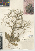  (Brassica tournefortii - CCDB-24937-B02)  @11 [ ] CreativeCommons - Attribution Non-Commercial Share-Alike (2015) SDNHM San Diego Natural History Museum