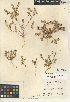  (Lepidium lasiocarpum - CCDB-24937-B07)  @11 [ ] CreativeCommons - Attribution Non-Commercial Share-Alike (2015) SDNHM San Diego Natural History Museum