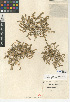  (Lepidium strictum - CCDB-24937-B08)  @11 [ ] CreativeCommons - Attribution Non-Commercial Share-Alike (2015) SDNHM San Diego Natural History Museum