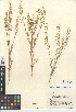  (Thysanocarpus curvipes subsp. eradiatus - CCDB-24937-B12)  @11 [ ] CreativeCommons - Attribution Non-Commercial Share-Alike (2015) SDNHM San Diego Natural History Museum