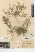  (Rorippa curvisiliqua - CCDB-24937-C10)  @11 [ ] CreativeCommons - Attribution Non-Commercial Share-Alike (2015) SDNHM San Diego Natural History Museum