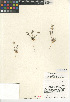  (Draba cuneifolia var. cuneifolia - CCDB-24937-D05)  @11 [ ] CreativeCommons - Attribution Non-Commercial Share-Alike (2015) SDNHM San Diego Natural History Museum