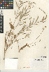 ( - CCDB-24937-E02)  @11 [ ] CreativeCommons - Attribution Non-Commercial Share-Alike (2015) SDNHM San Diego Natural History Museum